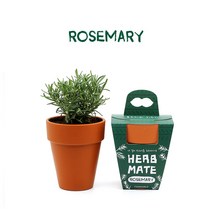 허브키우기 로즈마리키우기 레몬밤키우기