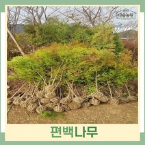 편백나무 묘목 실생2년생 연결포트 5개