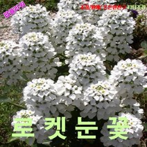 팝플라워 이베리스-아마라 (로켓눈꽃) 씨앗 200립