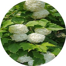 불두화 백당수국 개화주 화목류 정원수 꽃나무