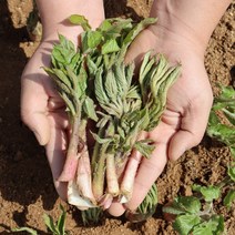 제천 봄향기 가득한 두릅 땅두릅 1kg 봄나물 독할, 푸띠 제천 햇 땅두릅 1kg