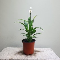 꽃백화점 스파트필름 소엽 공기정화식물 10~25cm 29