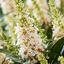 왜성붓들레아(버터플라이캔디) - 리틀화이트 개화주 화분 1개