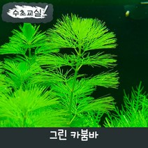 [수초교실] 치어 은신처로 좋은 수초 그린 카붐바, 10촉