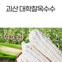 가을 생물옥수수 괴산대학찰옥수수 산지농부직송 생물옥수수 박스포장, 60개