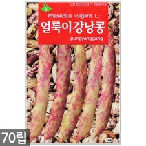 왜성적피 강낭콩 씨앗 30g - 콩씨 콩씨앗 씨 강낭콩씨 빨간강낭콩 붉은강낭콩씨앗 씨 강낭콩씨앗 주말농장 텃밭, 15_얼룩이강낭콩(70립)