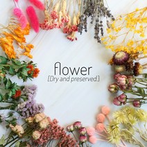 드라이플라워 프리저브드 말린꽃 25종 모음/diy 재료, 03. 미니장미, 자나(5송이)
