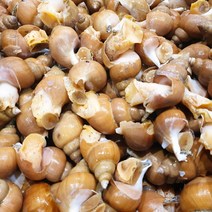 동해안 자연산 백골뱅이 생물 골뱅이탕 백골뱅이탕 생골뱅이, 대 1kg 15~25미