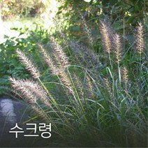 수크령 1kg 야생화씨앗