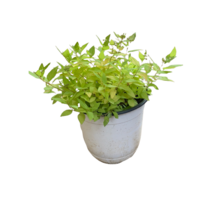 그린플랜트 꽃식물 황금조팝 중품 품종색상랜덤