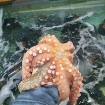 통영 제철 활 돌문어 참문어 피문어 700g 1kg 1.2kg 1.5kg, 돌문어 700g 1~3미 생물