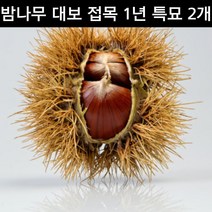 밤나무 대보 접목1년 특묘 2개 포트 세트 결실수 유실수