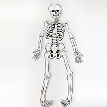 인체 골격 모형 만들기(종이) 5인