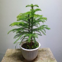 [공룡꽃식물원] 아라우카리아 139, 1개