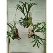 박쥐란 알시콘 마다카스카 대품 목부작 700