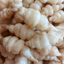 생 초석잠 골뱅이형 생초석잠 1kg (대 중 혼합) 장아찌 아삭한 총명잠, 1개