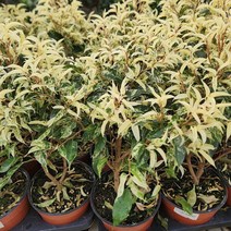 벤자민 1개 화분 꽃모종 사파리벤자민