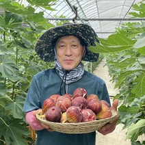 산지직송 고당도 9월 제철과일 영암 생 무화과 효능 먹는법 1kg 2kg, 홍무화과 2kg (아이스팩 포함), 1개