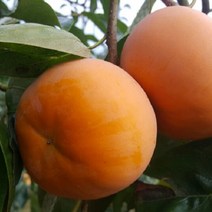 GAP인증 밀양 달콤 아삭한 단감 10kg, 1박스, 10kg 41~46과