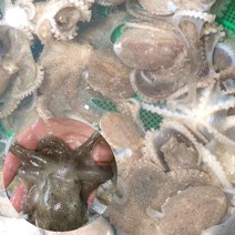 국내산 서해안 활 쭈꾸미 생물 국산 제철 1키로 1kg 2kg 생쭈꾸미 알쭈꾸미 활쭈꾸미 알배기, 3kg