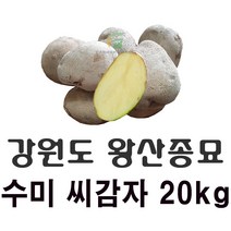 [강원도 정품 왕산종묘] 수미 씨감자 20kg 수미 야채 반찬용 씨감자 텃밭 주말농장 왕산 품질좋은 감자, 수미(왕산종묘 야채 반찬용 씨감자) 20kg