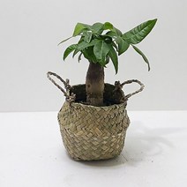 파키라(소) 키우기쉬운식물 해초바구니/파키라, mr@;,:> 본상품선택” class=”wr-img”></a></div>
</p></div>
</p></div>
</p></div>
<div class=