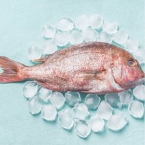 군산 반건조 대왕 참돔 돔 도미 손질 말린 생선 구이 제사 제수용 1kg, 반건조 대왕 참돔 1미, 1개