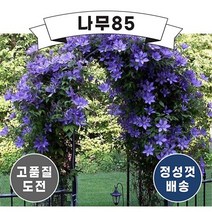 (나무85) 클레마티스 10cm 지주 포트 ( 키 30cm 내외 ), 9.웨스터플래트
