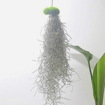 [와우초이스] 이끼 수염틸란드시아(소) 인테리어식물 #177EA, 쿠팡 본상품선택