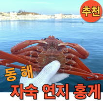 자숙 연지홍게 3kg 박달급 (수율 90~100%), 9마리