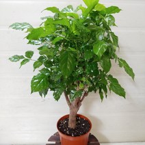 [성심] 신종 녹보수(중-50cm)149