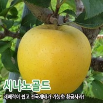 사과나무 시나노골드 홍로 부사 아리수 묘목, 부사(이중접목)