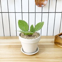 1+1 보리지 키친허브 화분 세트 로즈마리 딜 바질 베란다 텃밭 허브 키우기, H31.보리지, H04.애플민트