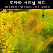 [수초아쿠아] 로타라 베트남 레드 초보수초 인기수초 구피 새우 은신처 어항수초 수초맛집 득템수초, 1촉