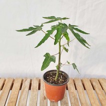 소형 왜성 파파야 모종 열대 식물 나무 묘목, 1개