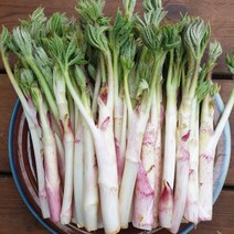 국산 땅두릅 200g, 1개