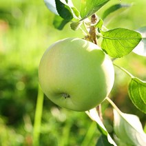 썸머킹 아오리 사과, 2.5kg 중대과 (12과이내), 1개