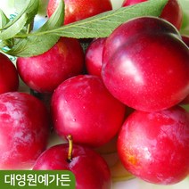자두나무 R3 키150cm내외 결실주 과일나무, 03. 추휘자두 R3흙분