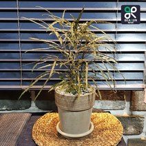 [서울/경기 당일배송] 공기정화식물 아랄리아 아라리오 탁상 개업 인사 승진 축하 화분, 5000원 추가 지역, 1개