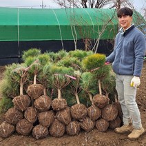 해찬농원 침엽수 소나무 반송 나무 묘목 40cm 50cm, 반송 50cm