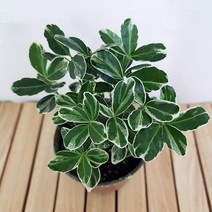 은사철 키우기 쉬운 꽃도매시장 희귀 공기청정식물, 단품, 단품