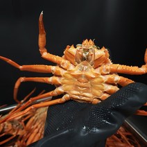 포항 구룡포 연지 홍게 박달 대게 수율 시세 자숙 영덕 주문진 3kg, 연지-A급2kg(5~8마리)