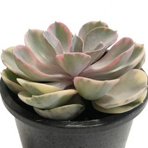 웨스트레인보우(중품)-에케베리아/핑크색잎/라일락금