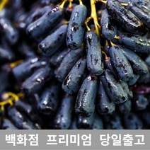 [특등급선별] 블랙사파이어 500g 가지포도 크림슨 샤인머스켓 청포도 샤인머스캣 수입포도 김천샤인머스켓 포도가격 씨없는포도 거봉포도 씨없는청포도 애플포도 코튼캔디포도 캠벨포도