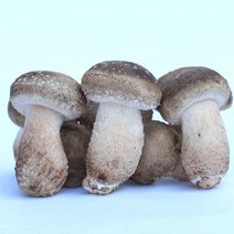 [특가할인]젊은농부 (정품 송화버섯)1kg 면역력 노마진 안성 평택 농장직영 맛과향 비교불가 당일수확 실속형 일키로 영웅버섯 가정용, 실속형2kg, 1개