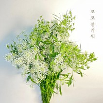 [코코 플라워] 아미초 레이스플라워 생화택배 꽃배달싼곳 반단 한단