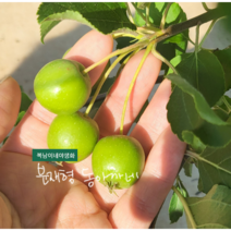 동아까네 [1포트] 분재형 (복남이네야생화 분재 정원수 관상수 꽃나무 애기사과나무), 1개