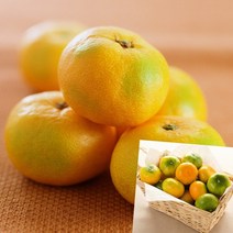 이지리치 타이벡 감귤 3KG 대과 제주도귤택배 제주감귤택배