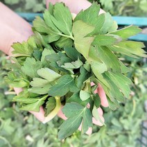 해풍으로 길러진 보양식 봄나물 산지직송 통영 노지 방풍나물 500g