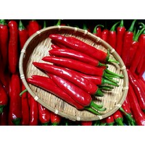 (가락시장까망콩) 태양에 말리기 좋은 싱싱한 꼬부리 홍고추 10kg